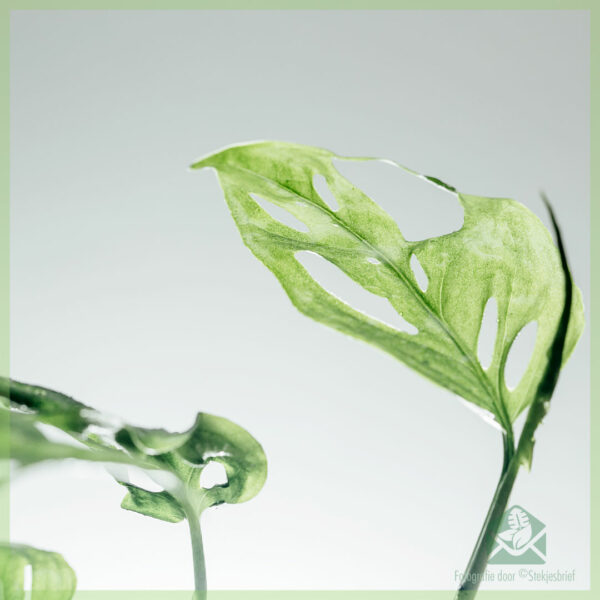Philodendron Monstera acuminata gewortelde stekje kopen