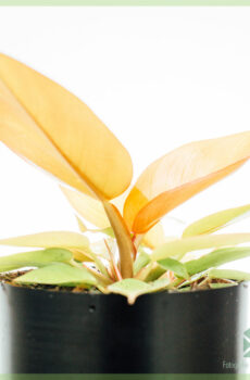 Iibso Philodendron Prince of Orange