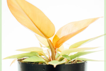 Philodendron Prince of Orange kopen