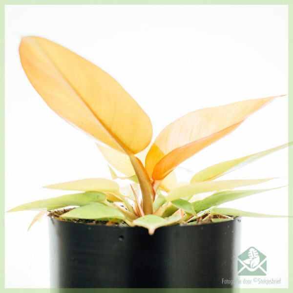 Hokona Philodendron Prince of Orange