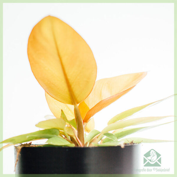 Compra Philodendron Prince of Orange