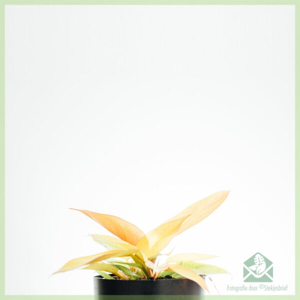 Philodendron Prince of Orange kopen