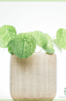 Pilea Peperomioides Mojito (Pannenkoekenplant) kopen