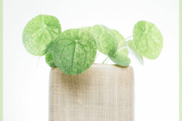 Pilea Peperomioides Mojito (பான்கேக் ஆலை) வாங்கவும்