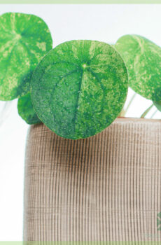 Kaaft Pilea Peperomioides Mojito (Pancake Plant)