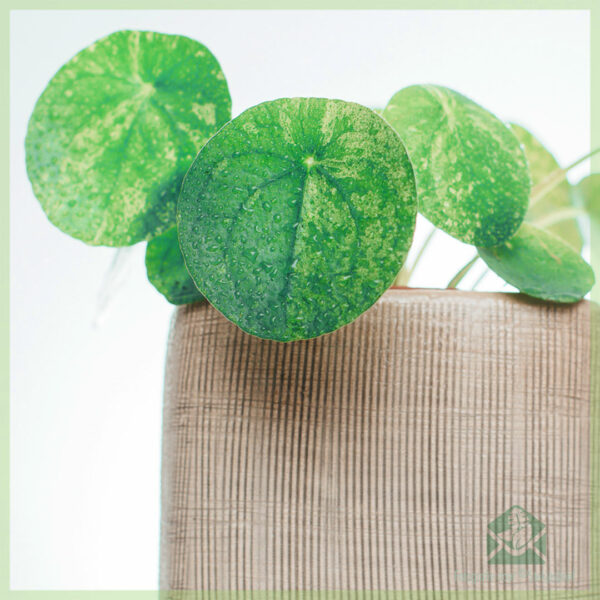 Pilea Peperomioides Mojito خریدیں (پینکیک پلانٹ)