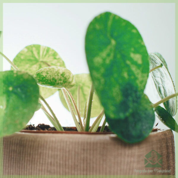 Pilea Peperomioides Mojito（パンケーキプラント）を購入する