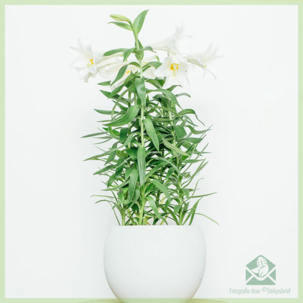 Горшечная лилия белая - купить цветущее комнатное растение