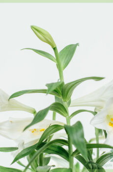 Potlelie wit - bloeiende kamerplant kopen