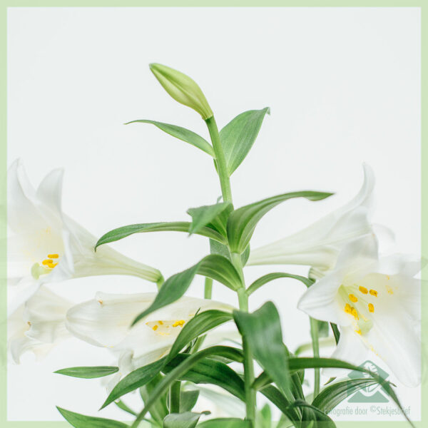 Potlilio blanka - aĉetu florantan domplanton