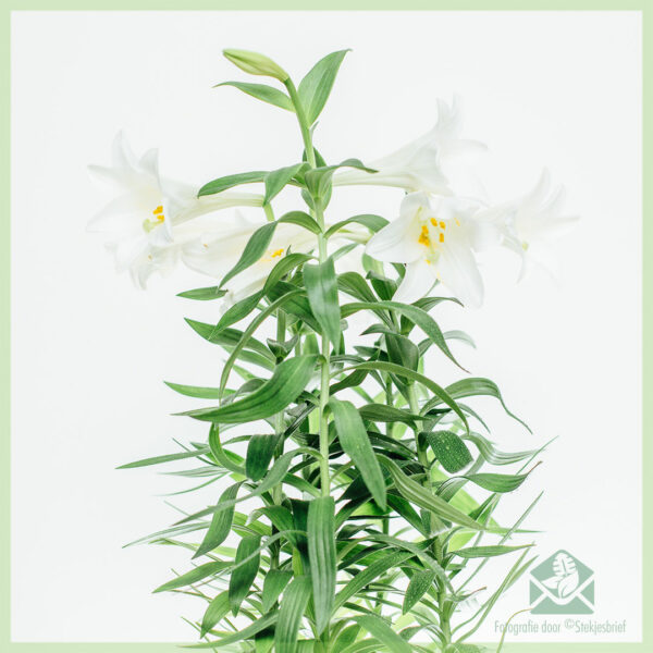 Črepníková ľalia biela - kúpte si kvitnúcu izbovú rastlinu