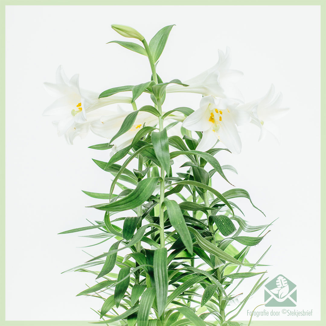 Lys Blanc 5 pieds pot Ø19xH60 cm : Plantes fleuries AUTRES