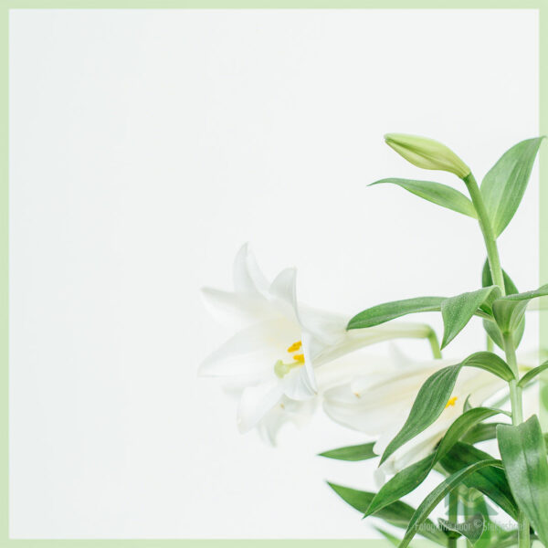 Potlilio blanka - aĉetu florantan domplanton
