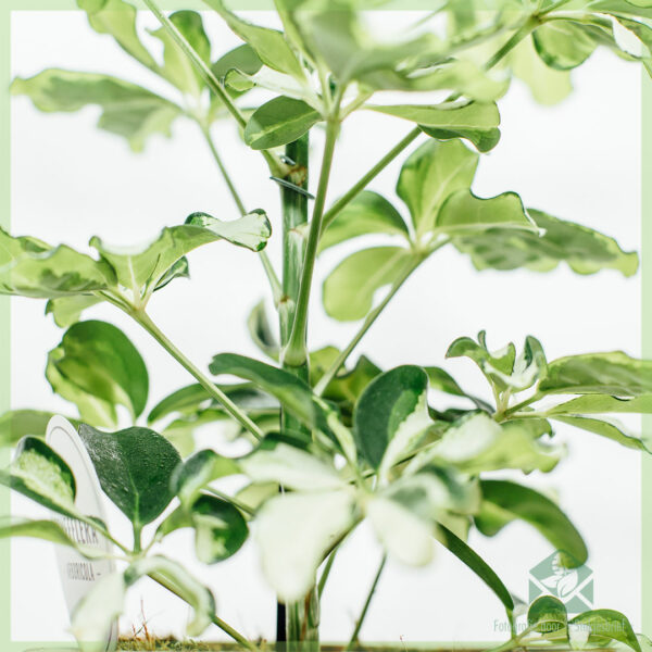 Schefflera Arboricola Charlotte Бяло-зелена