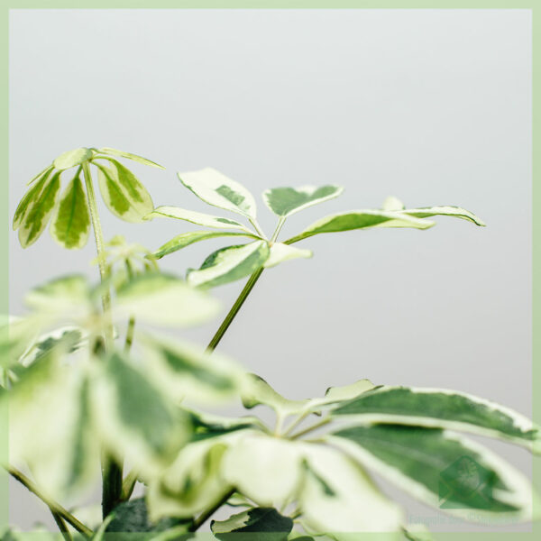 Schefflera Arboricola Charlotte bielo-zelená