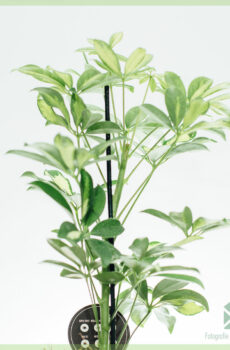 Schefflera Arboricola Gerda Groen-Wit