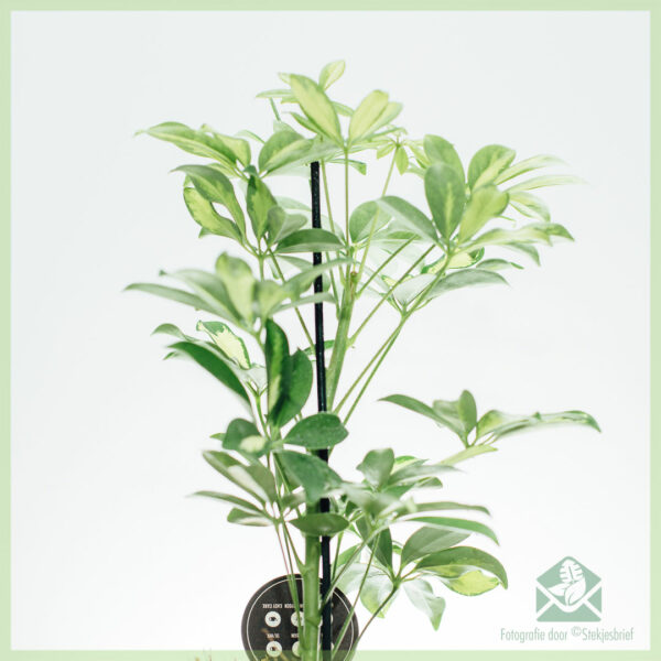 Schefflera Arboricola Gerda Green-White