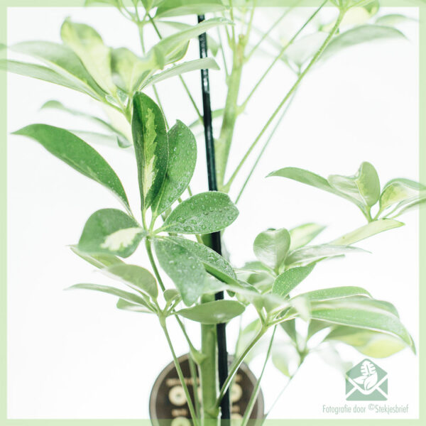 Schefflera Arboricola Gerda Green-White