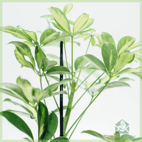 Schefflera Arboricola Gerda Green-White