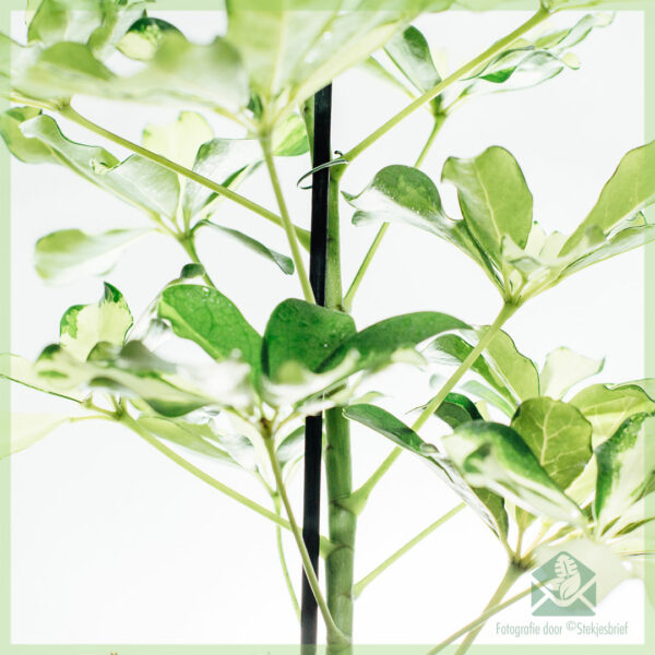 Schefflera Arboricola Melanie Vert-Blanc