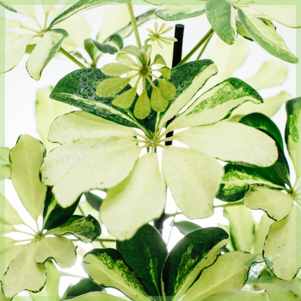 Schefflera Arboricola Melanie Ijo-Putih