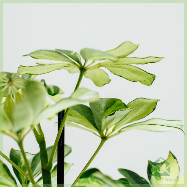 Schefflera Arboricola Melanie зелено-бяла