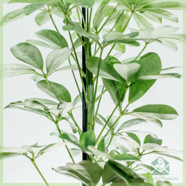 Schefflera Arboricola Nora Vert
