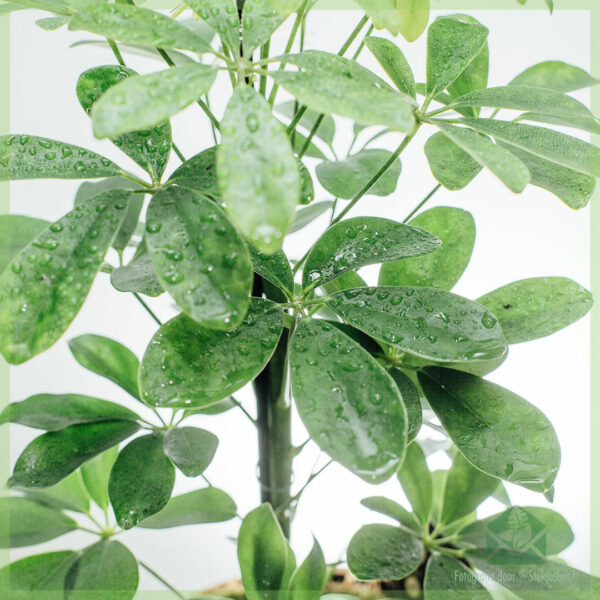 Schefflera Arboricola Nora Vert