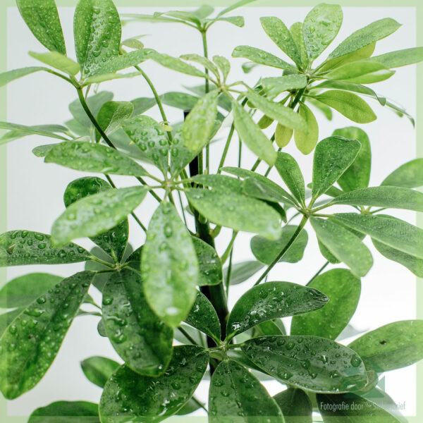 Schefflera Arboricola Nora Green