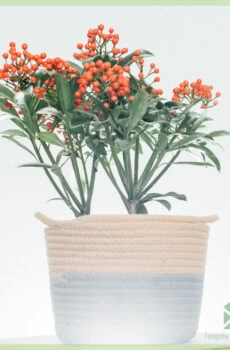 Buy Skimmia japonica Pabella - Rubella