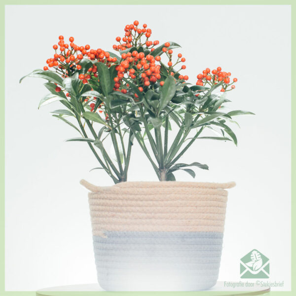 Купете Skimmia japonica Pabella - Rubella