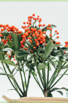 Skimmia japonica Pabella - Rubella ஐ வாங்கவும்