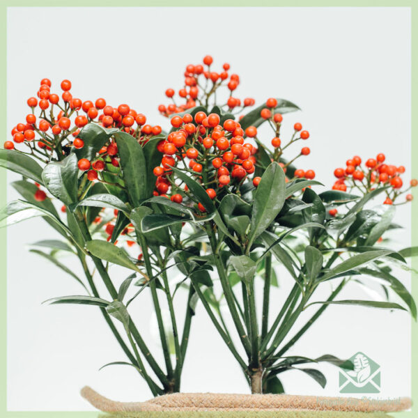 Skimmia japonica Pabella - Rubella ஐ வாங்கவும்