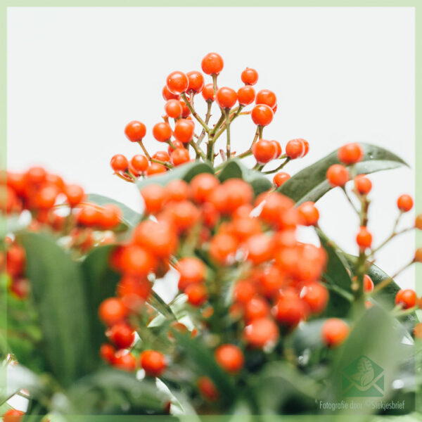 Skimmia japonica Pabella - Rubella ஐ வாங்கவும்