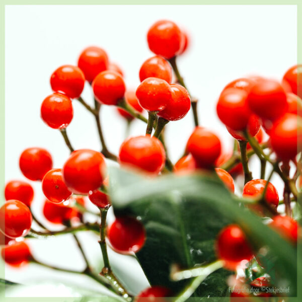 Skimmia japonica Pabella - Rubella kopen