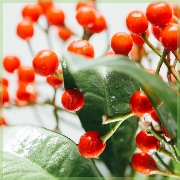 Achte Skimmia japonica Pabella - Rubella