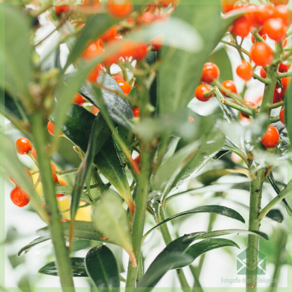 Skimmia japonica Pabella - 풍진 구매