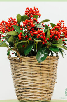 Skimmia japonica SecRed Lady ஐ வாங்கவும்