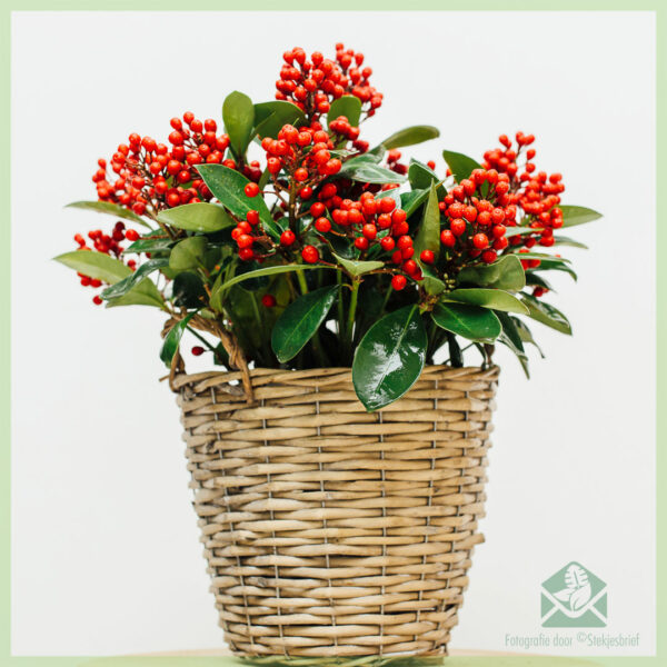 Acquista Skimmia japonica SecRed Lady