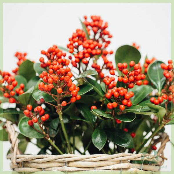 Acquista Skimmia japonica SecRed Lady