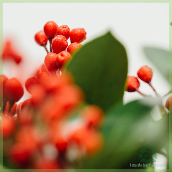 Vásároljon Skimmia japonica SecRed Lady-t