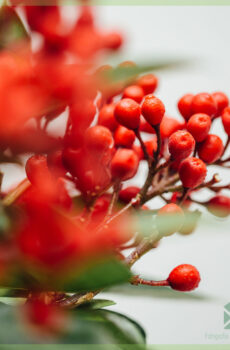 Achte Skimmia japonica SecRed Lady