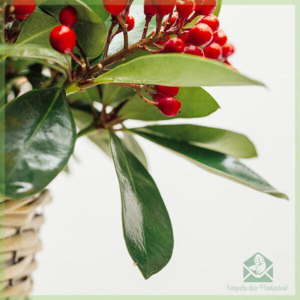 اشترِ Skimmia japonica SecRed Lady