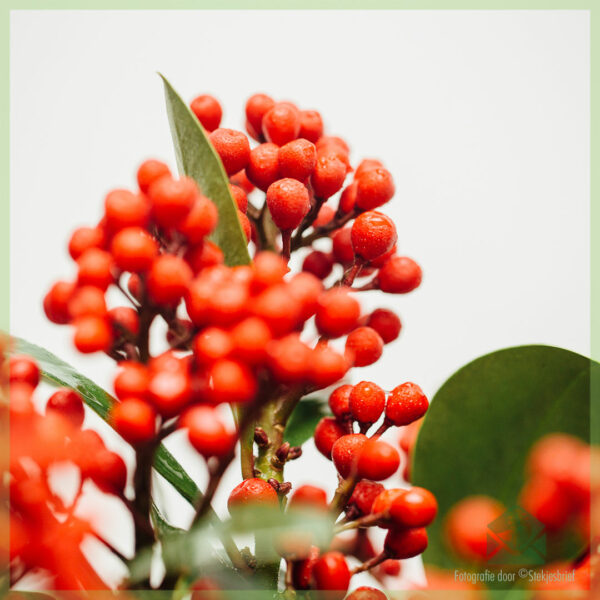 Vásároljon Skimmia japonica SecRed Lady-t