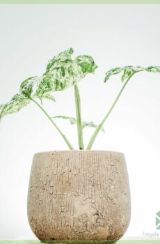 Syngonium Mottled Variegata kopen