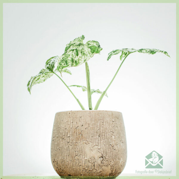 Syngonium Mottled Variegata kopen