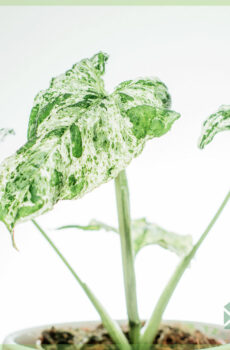 Syngonium Mottled Variegata kopen