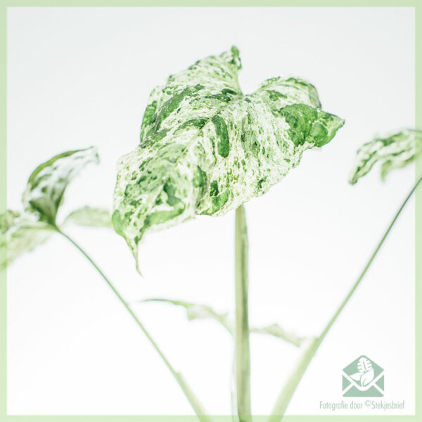 Syngonium Mottled Variegata kopen