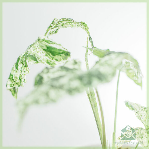 Syngonium Mottled Variegata kopen