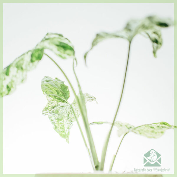 Syngonium Mottled Variegata kopen